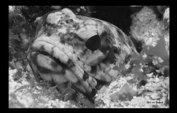 Banded Jawfish
Chub Hole
Grand Cayman by Neil Van Niekerk 